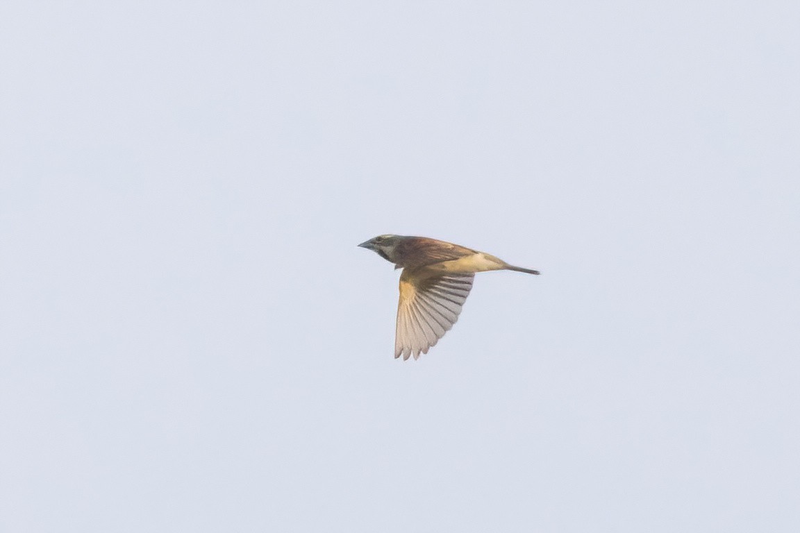 Dickcissel - ML658689033