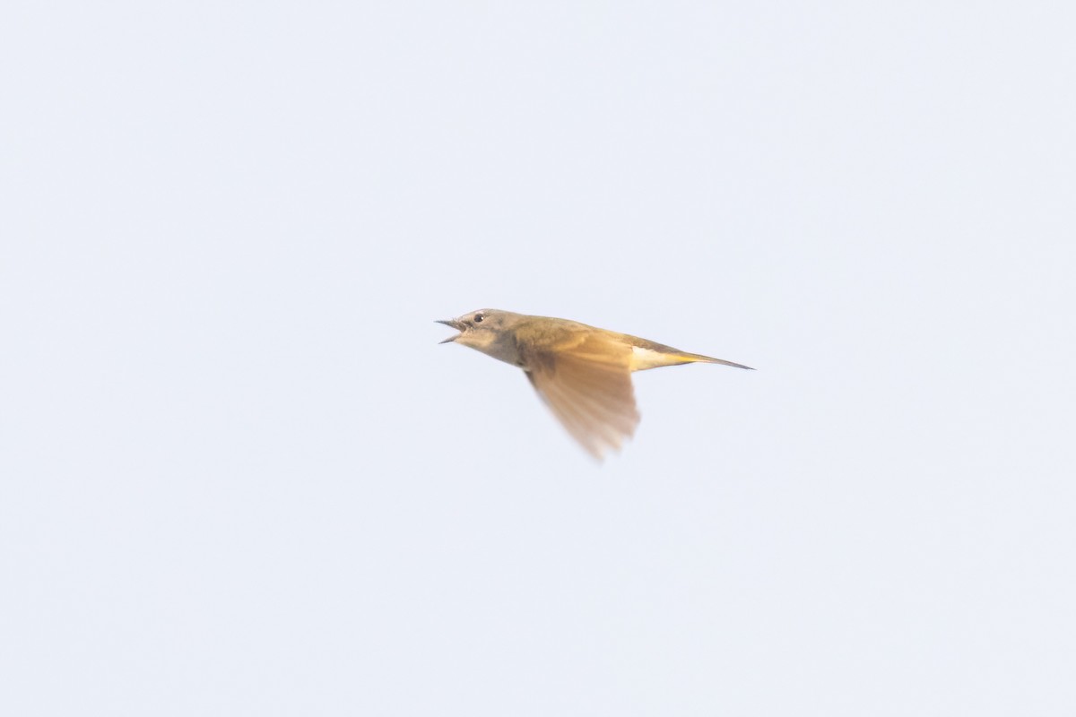 American Redstart - ML658689039