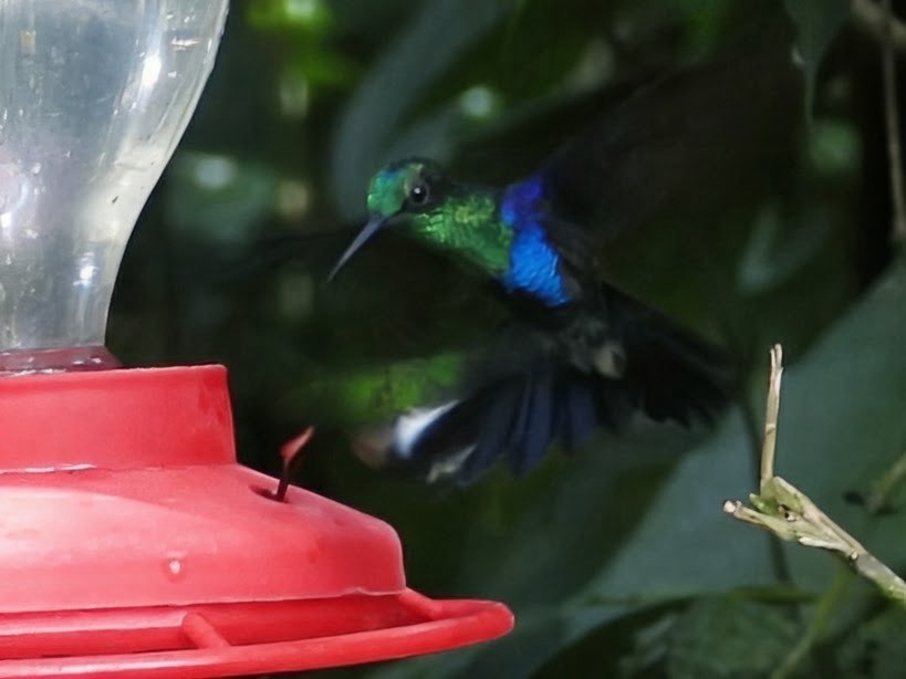 Crowned Woodnymph (Green-crowned) - ML658689053