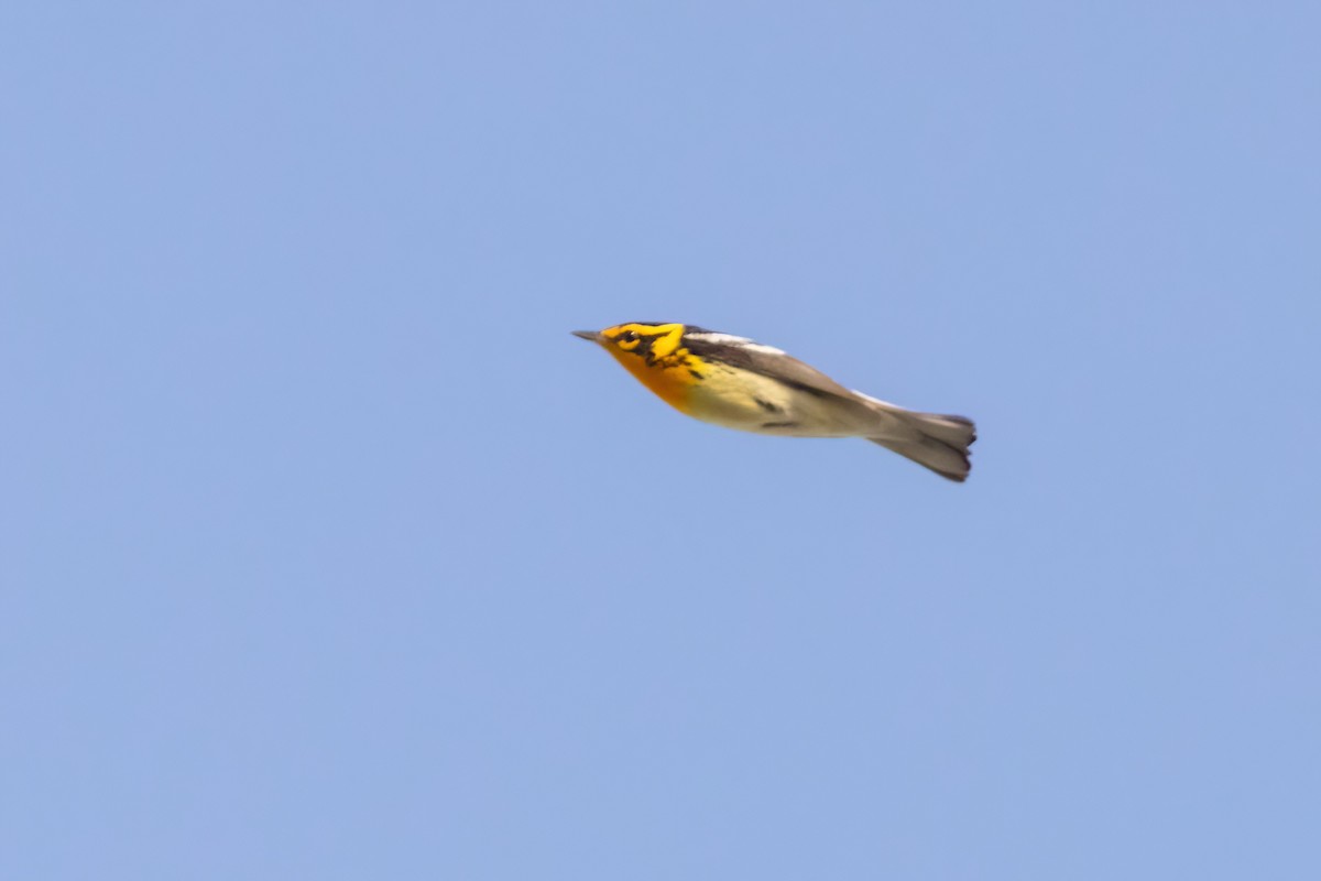 Blackburnian Warbler - ML658689128
