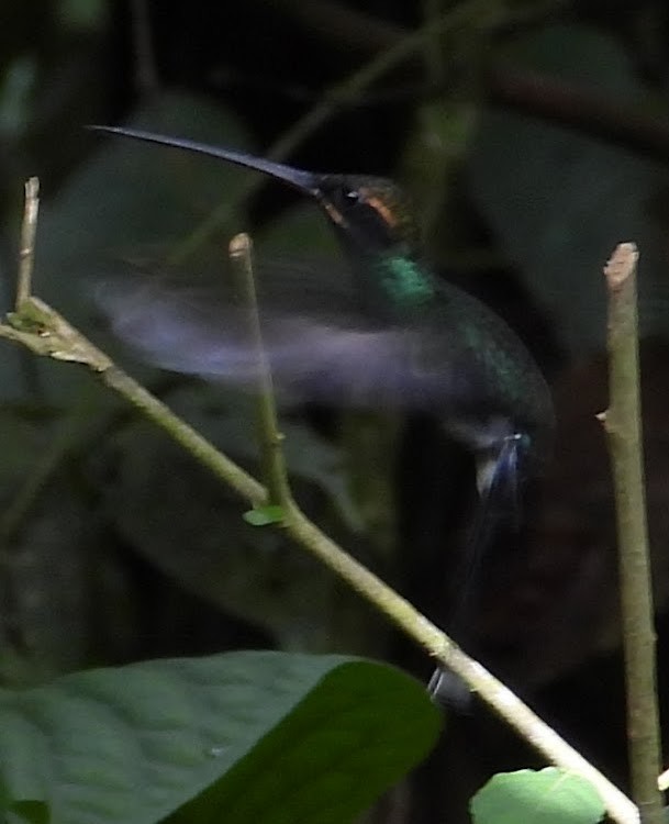 White-whiskered Hermit - ML658689272