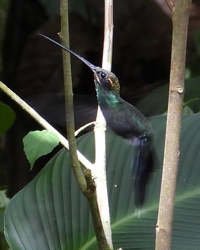 White-whiskered Hermit - ML658689448