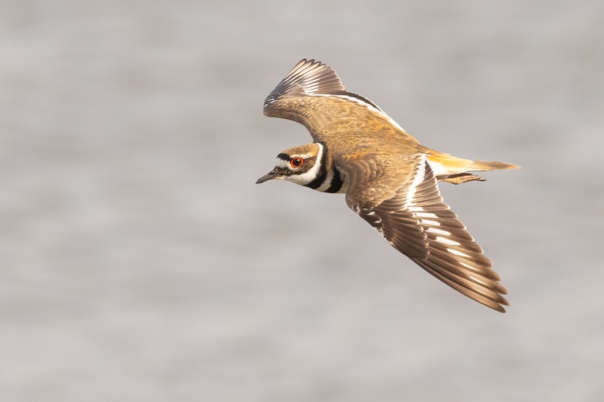 Killdeer - ML658689611