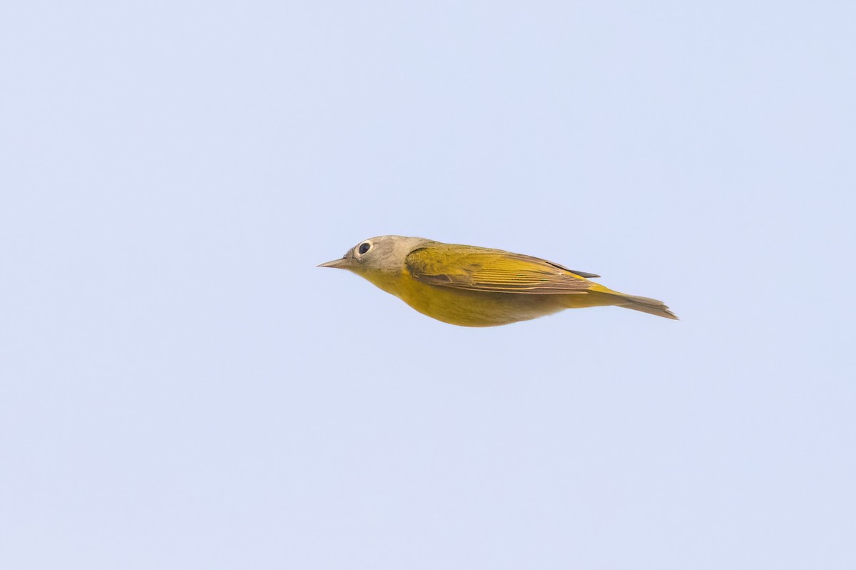 Nashville Warbler - ML658689639