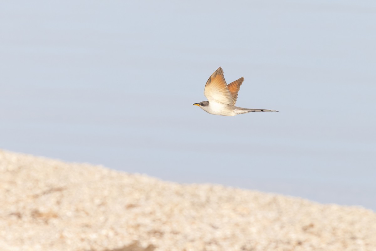 Yellow-billed Cuckoo - ML658689663