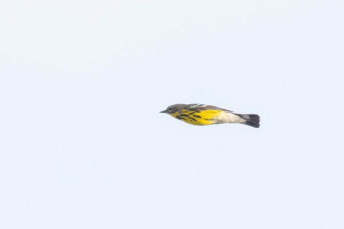 Magnolia Warbler - ML658689691
