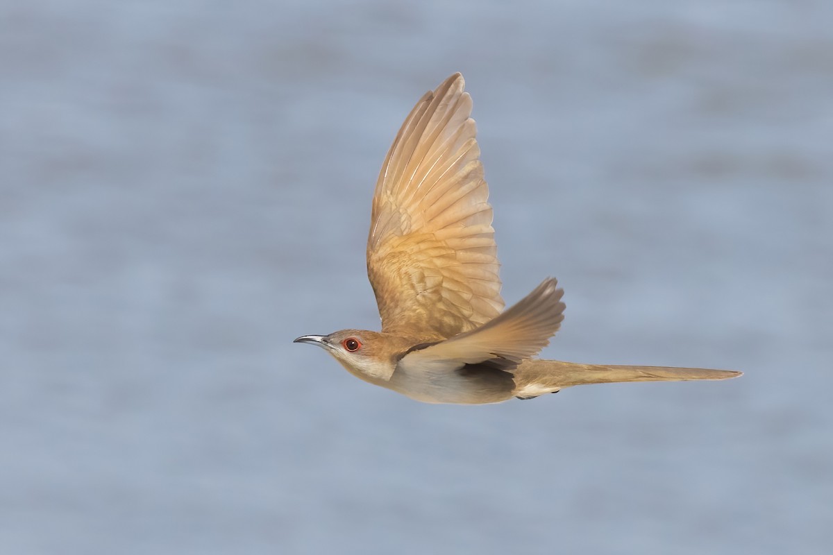 Black-billed Cuckoo - ML658689897