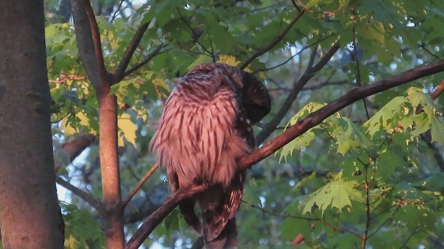 Barred Owl - ML658691686