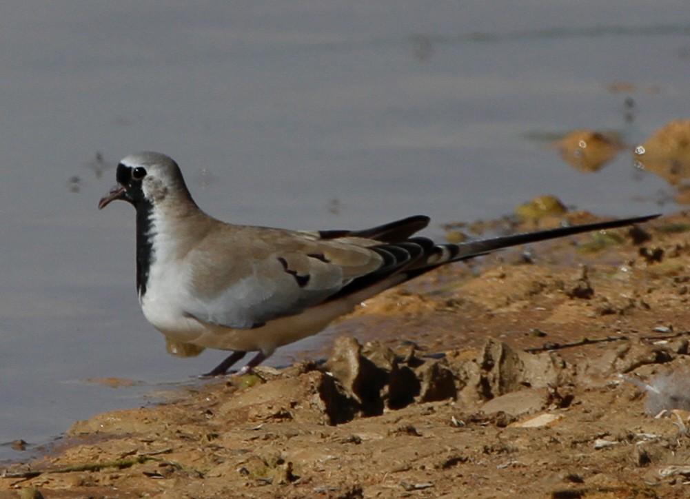 Namaqua Dove - ML658692469