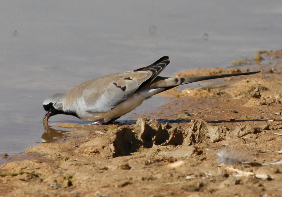 Namaqua Dove - ML658692472