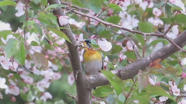 Northern Parula - ML658695657