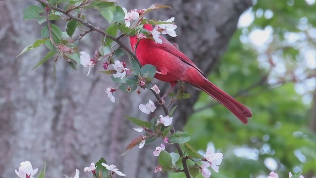 Northern Cardinal - ML658695738