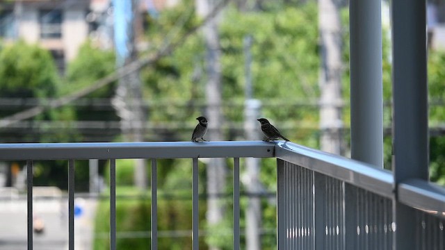Eurasian Tree Sparrow - eBird