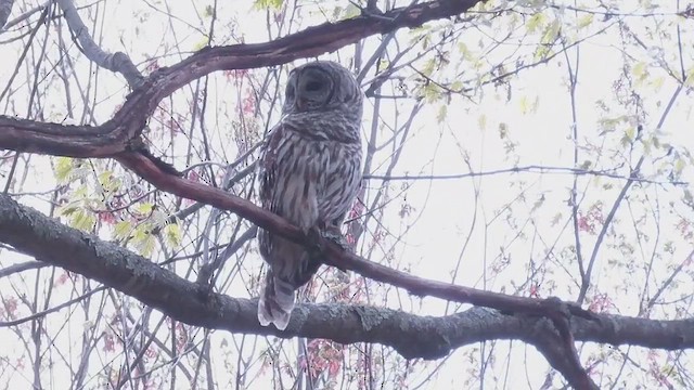 Barred Owl - ML658696440