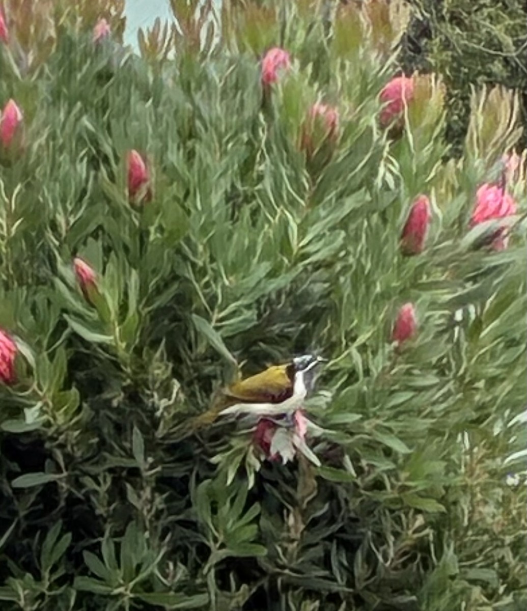 Blue-faced Honeyeater (Blue-faced) - ML658696553