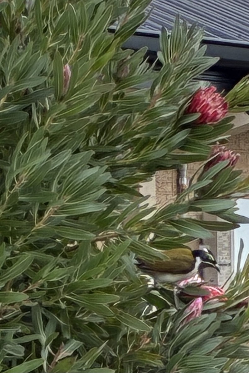 Blue-faced Honeyeater (Blue-faced) - ML658696555