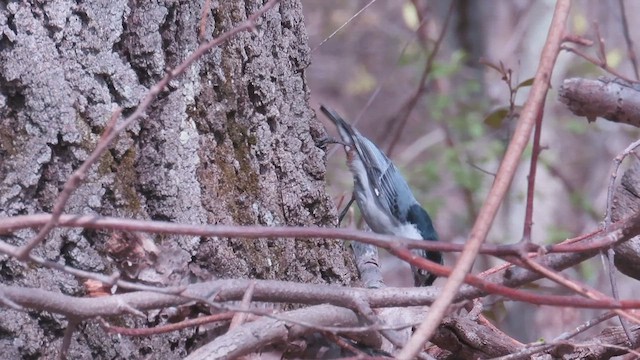 White-breasted Nuthatch - ML658696761