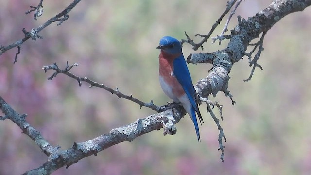 Eastern Bluebird - ML658696997