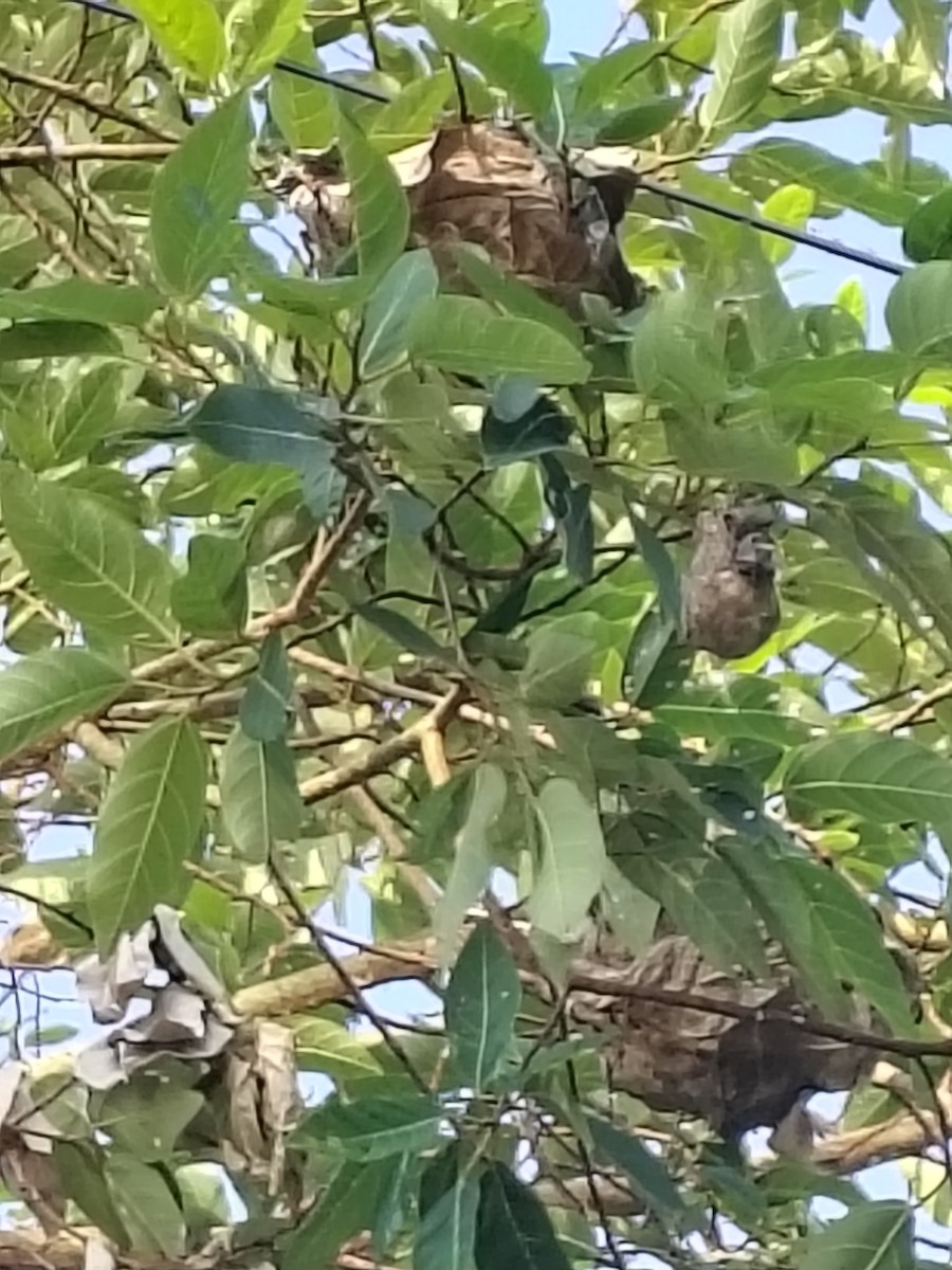 Pale-billed Flowerpecker - ML658697430