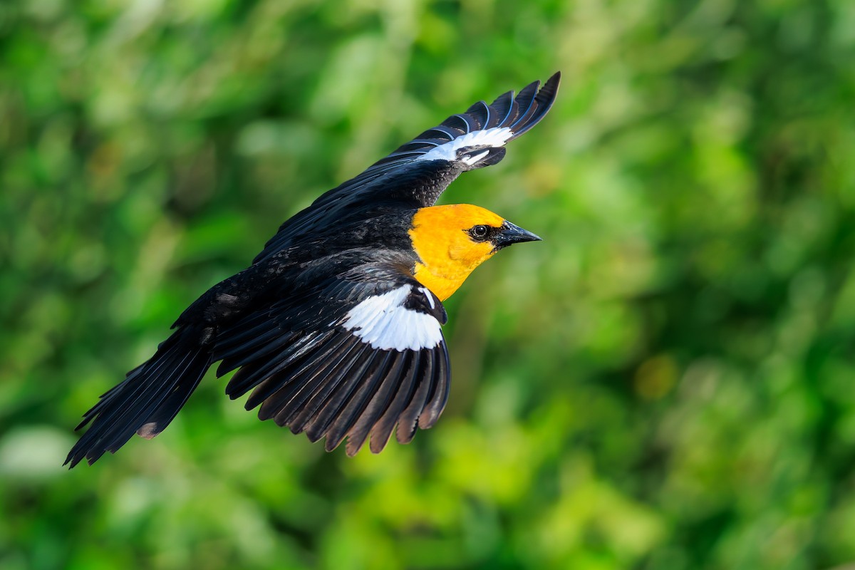 Yellow-headed Blackbird - ML658698220