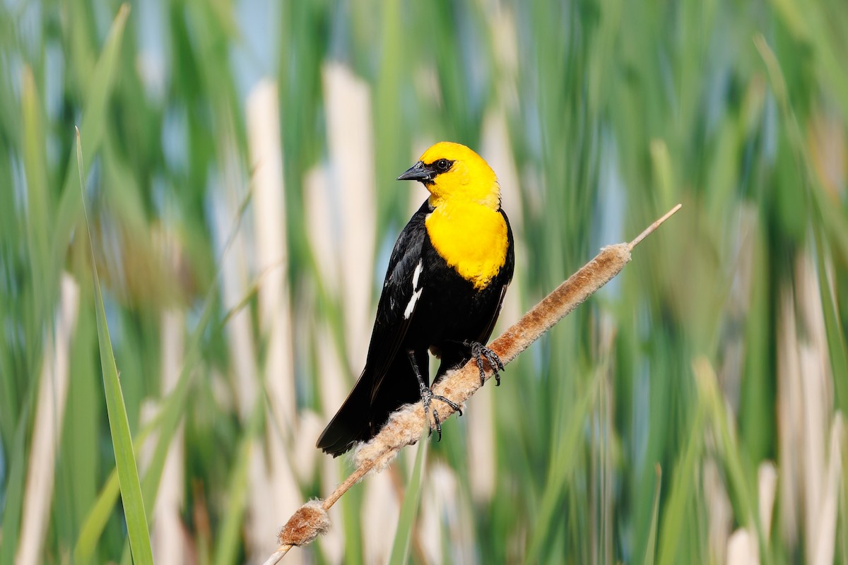 Yellow-headed Blackbird - ML658698221