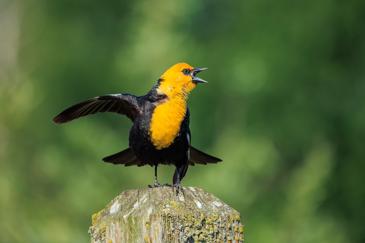 Yellow-headed Blackbird - ML658698222
