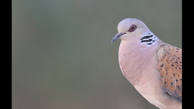 European Turtle-Dove - ML658698402