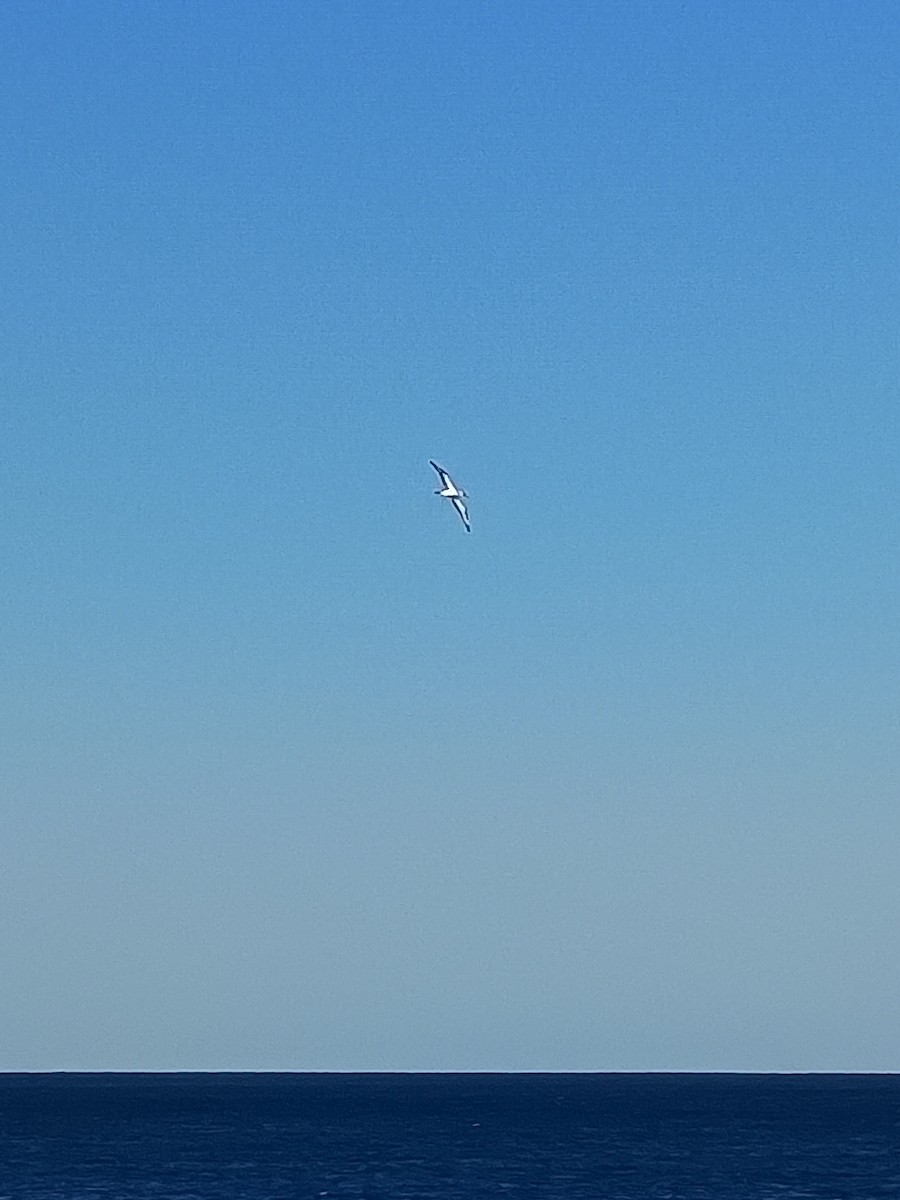 Australasian Gannet - ML658698570