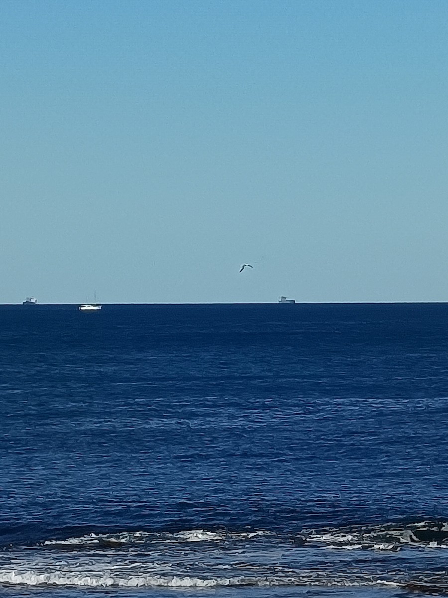 Australasian Gannet - ML658698581