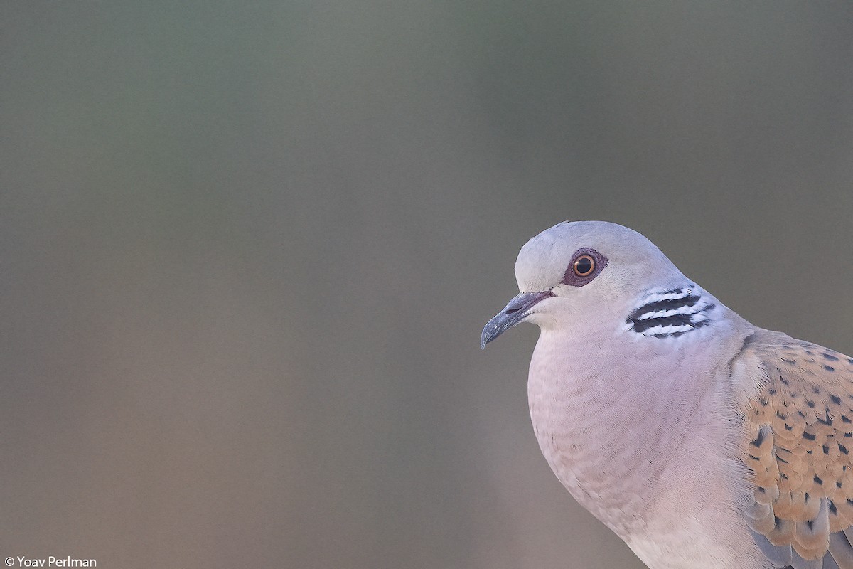 European Turtle-Dove - ML658698784