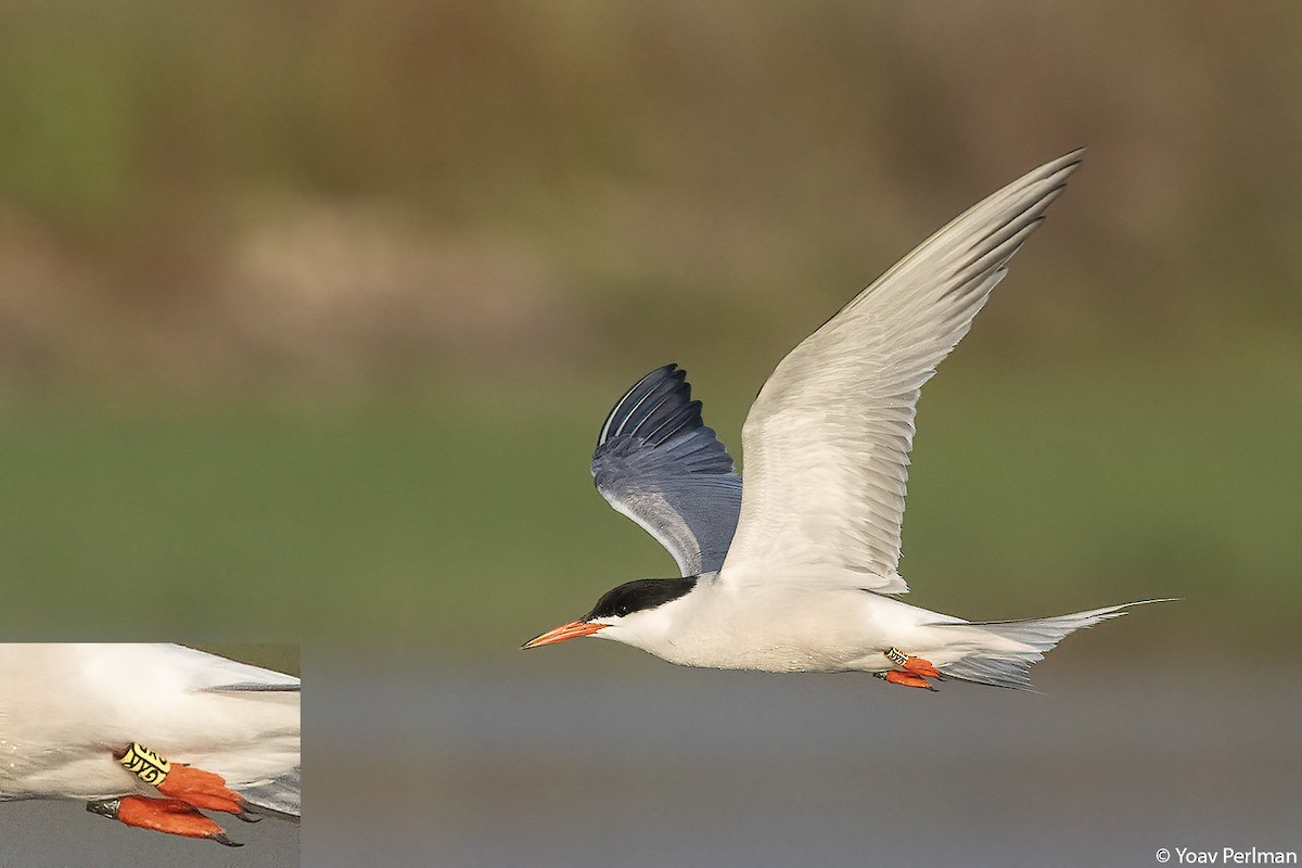 Common Tern - ML658698799