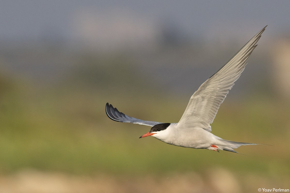 Common Tern - ML658698800