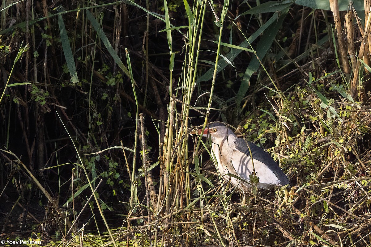 Little Bittern - ML658698804