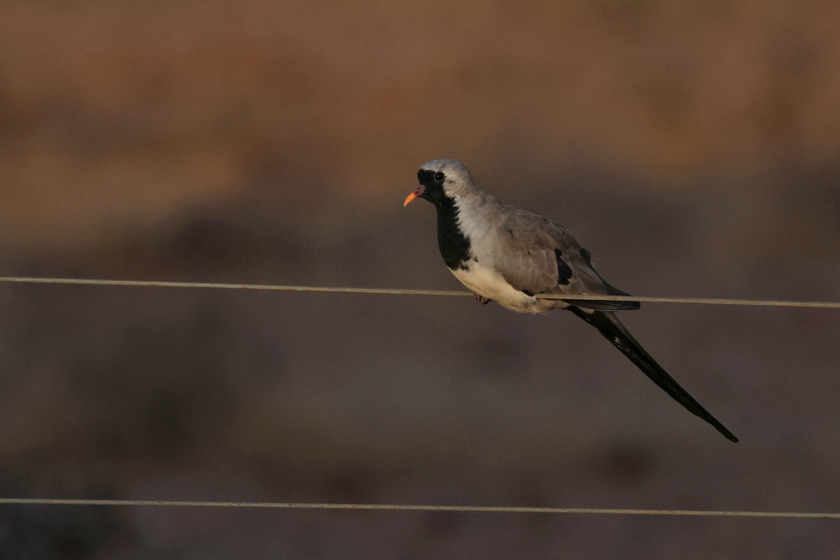 Namaqua Dove - ML658700278