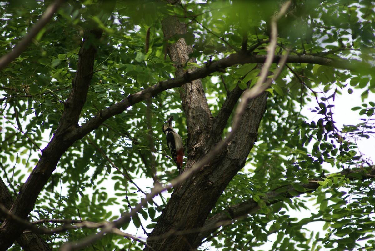 アカゲラ - ML658701043