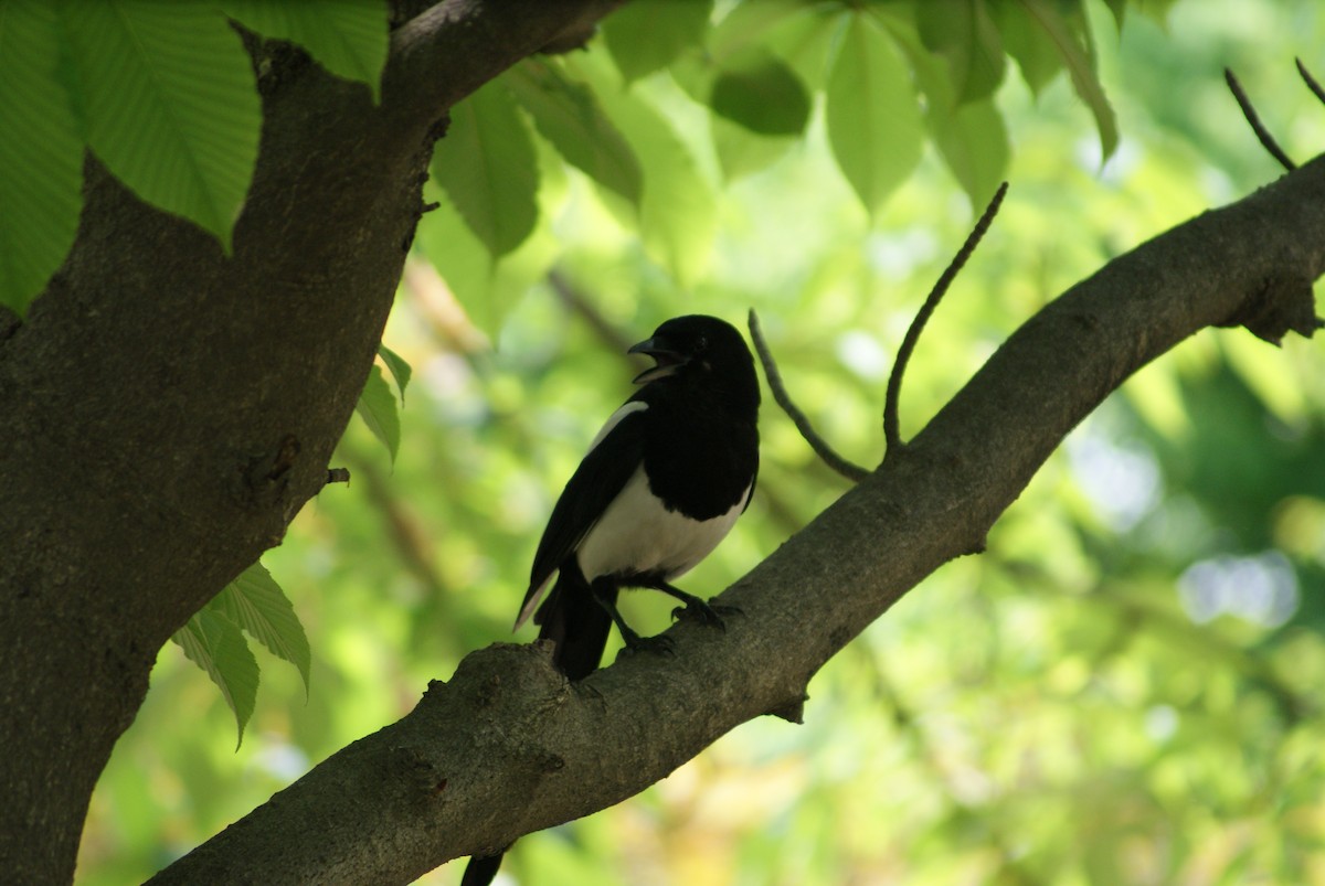 カササギ - ML658701145