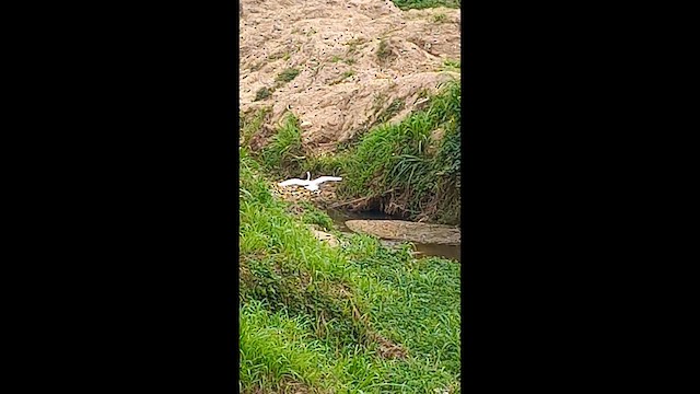 Great Egret - ML658701383