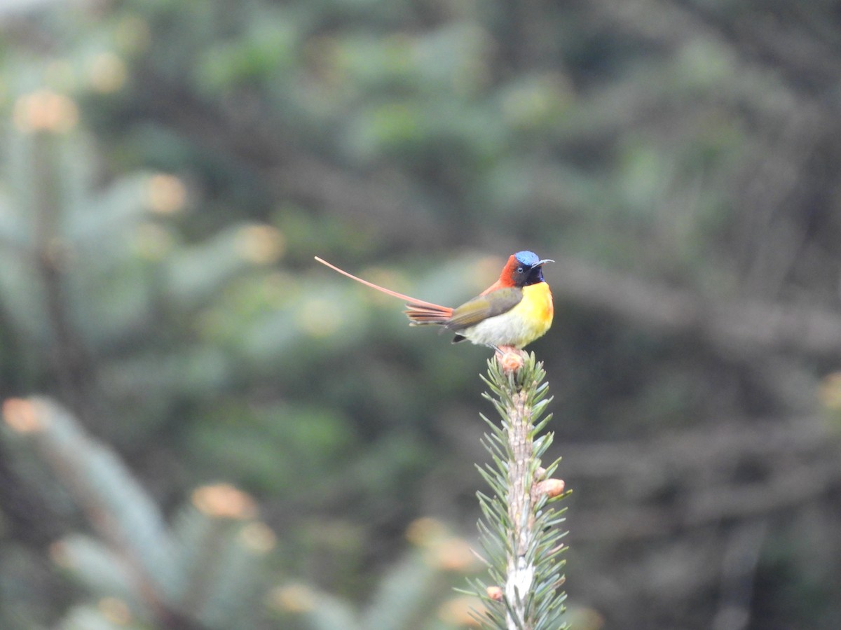 Fire-tailed Sunbird - ML658702421
