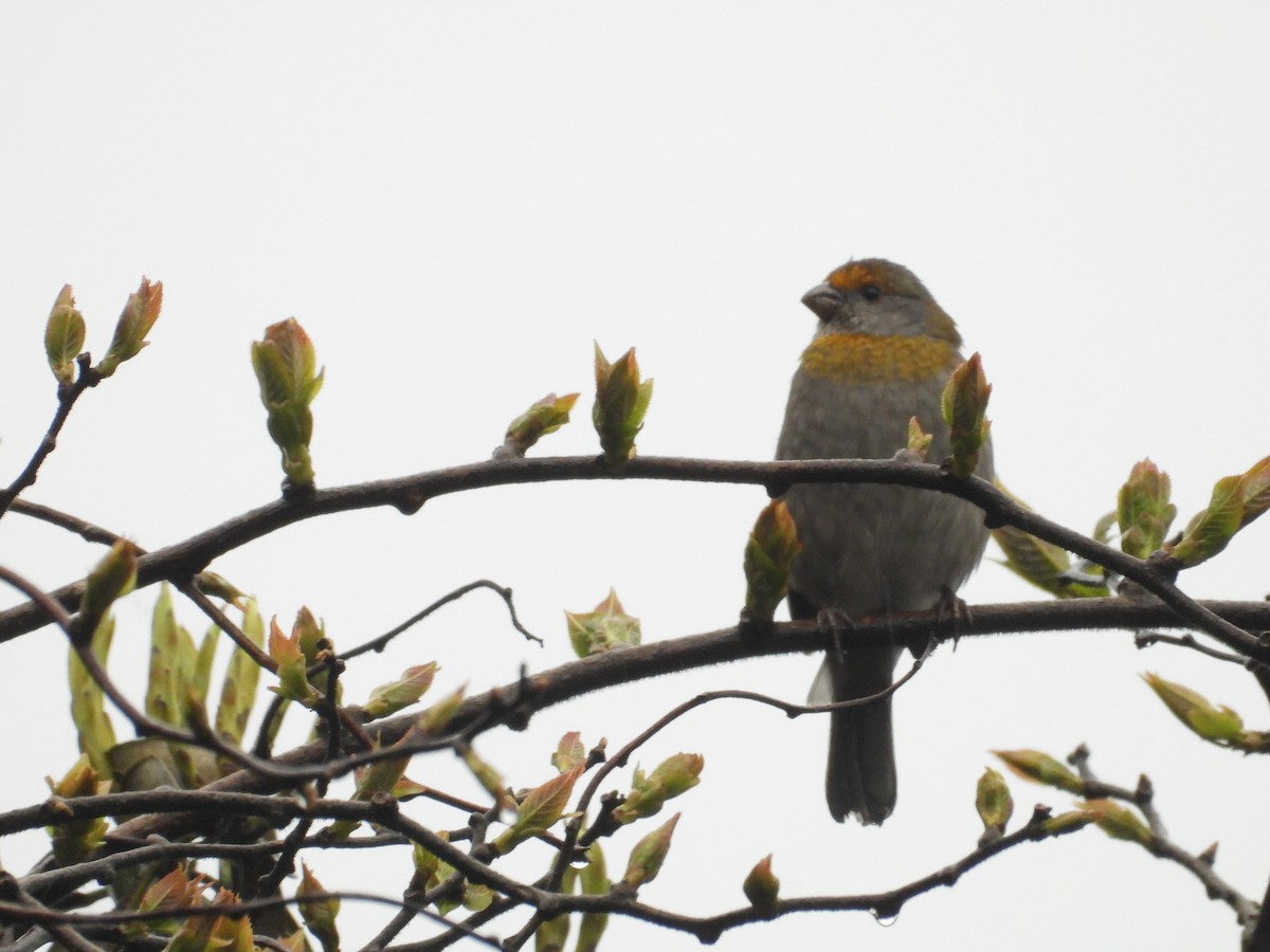 Crimson-browed Finch - ML658702426