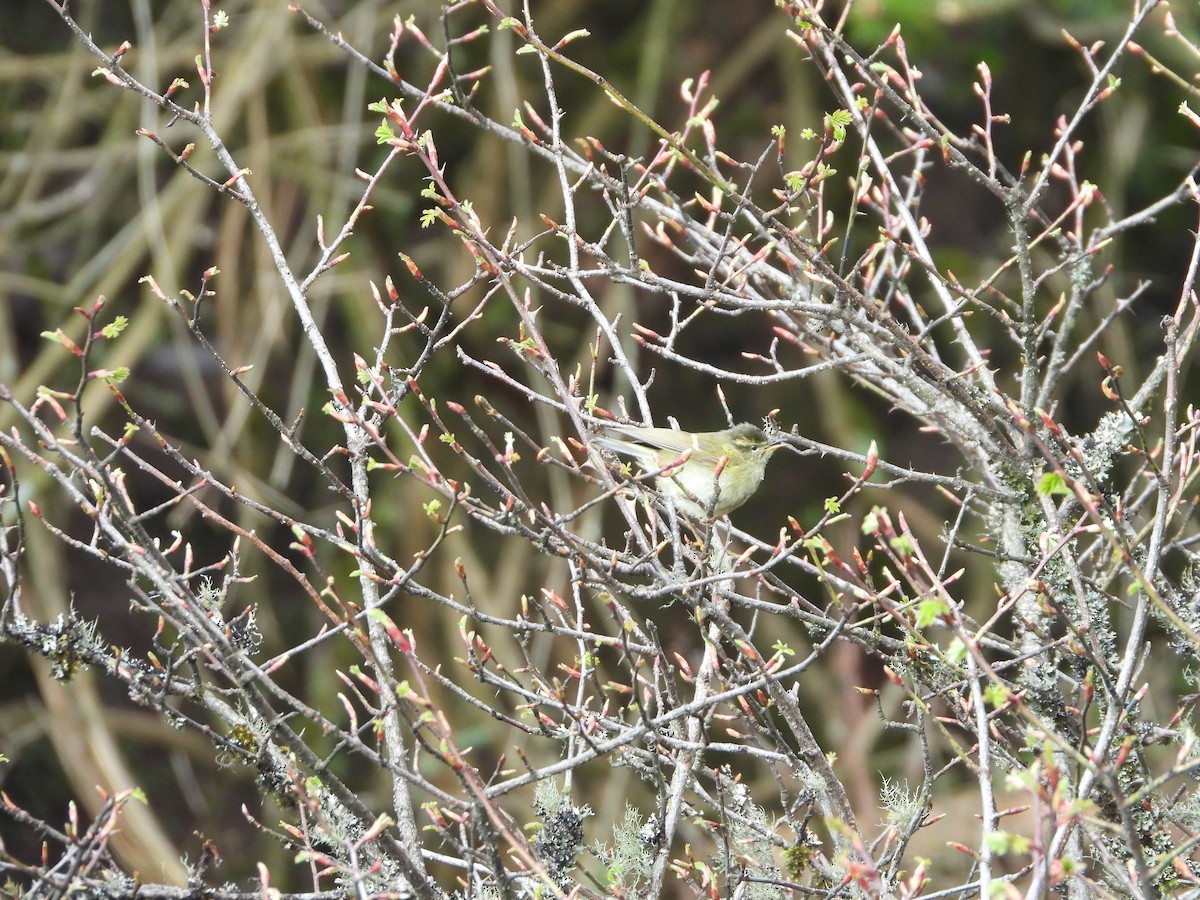 Blyth's Leaf Warbler - ML658702728