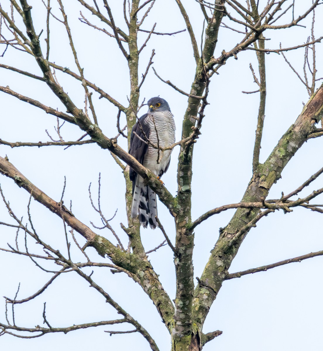 African Goshawk - ML658703324