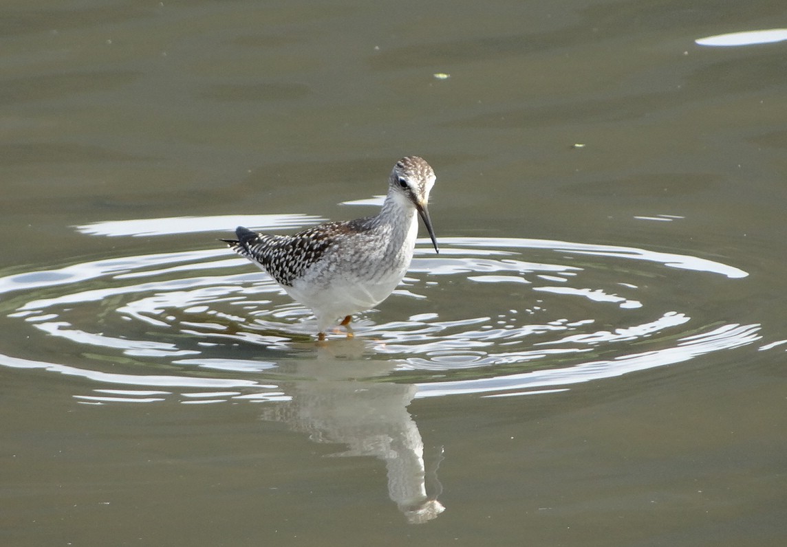 Lesser Yellowlegs - ML65870361