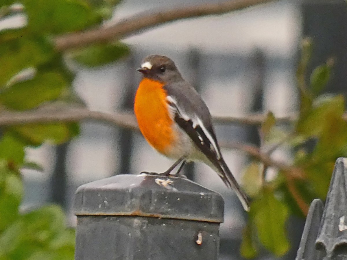 Flame Robin - ML658703974
