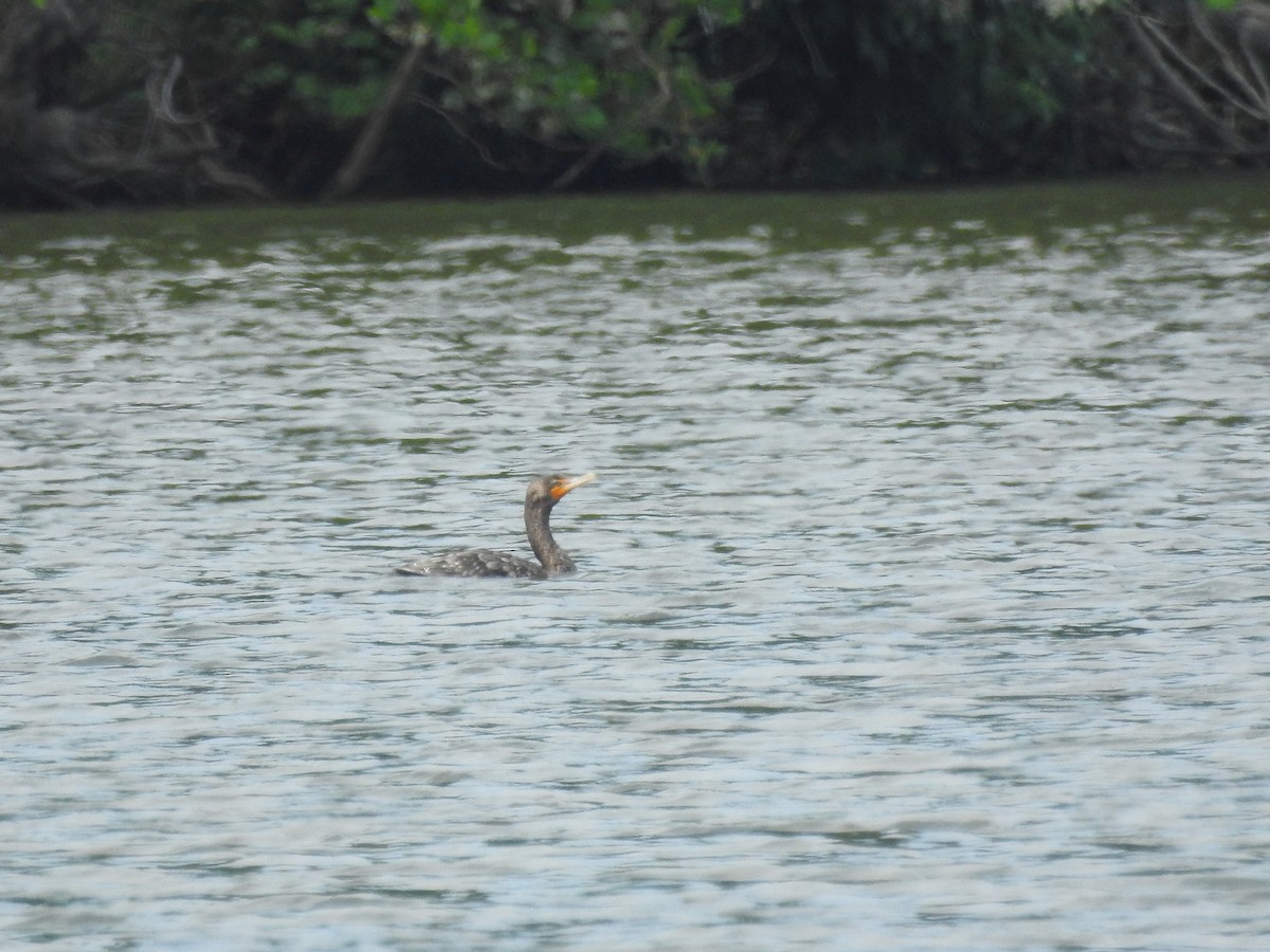 Cormoran à aigrettes - ML65870401