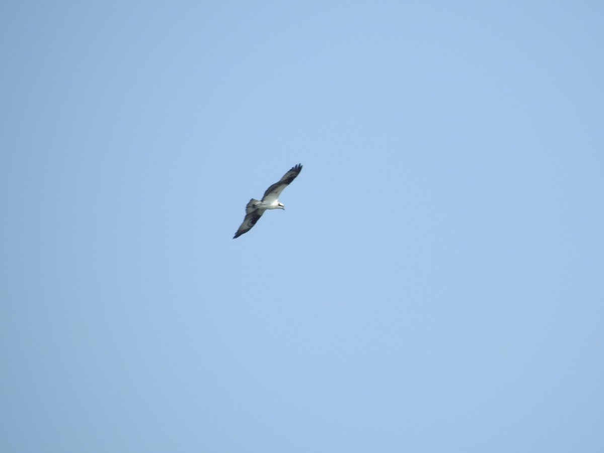 Balbuzard pêcheur - ML65870481