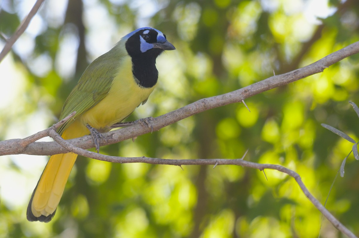 Green Jay - ML658705477