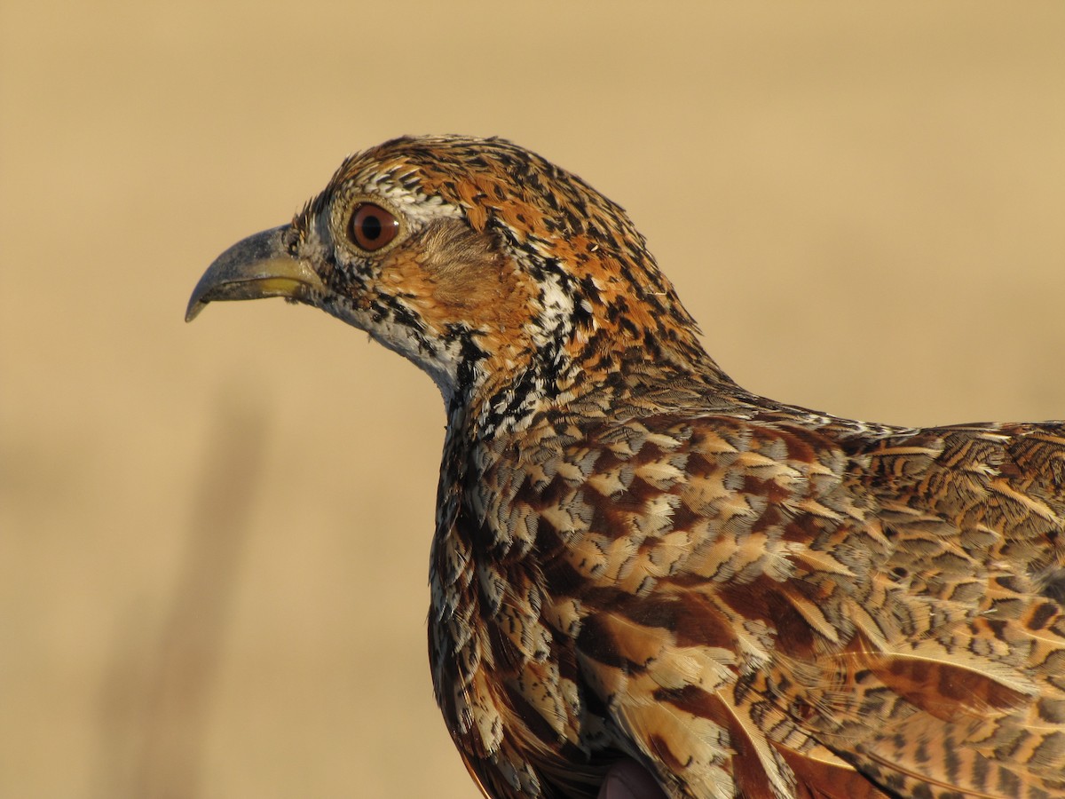 Orange River Francolin - ML65870611