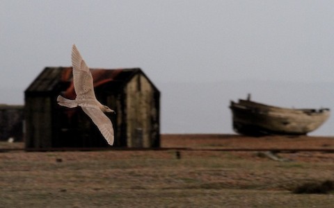 Dungeness Bird Observatory Recording Area--Seawatching Hide, Kent, England,  United Kingdom - eBird Hotspot