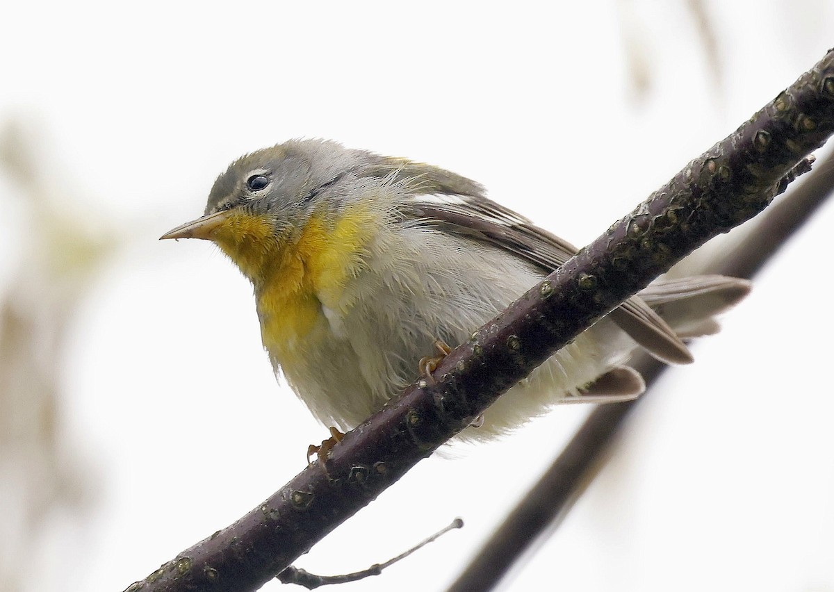 Meisenwaldsänger - ML658707446