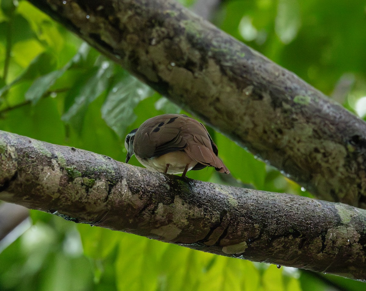 Tambourine Dove - ML658707671